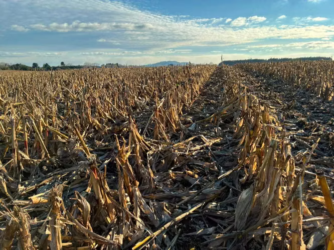 Campo agrícola muy productivo con agua (174199)