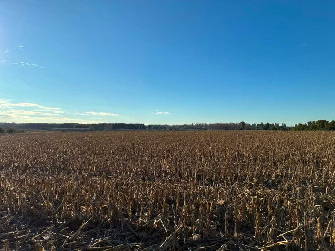 Campo agrícola muy productivo con agua (174199)