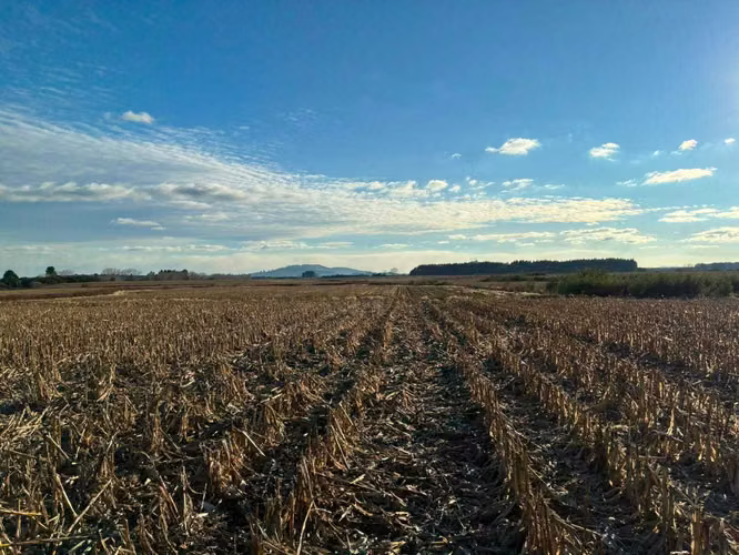 Campo agrícola muy productivo con agua (174199)