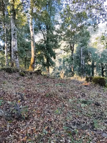 Agrícola en venta en Futrono