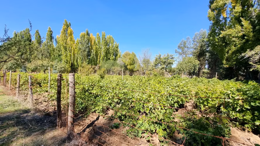 Campo Con Excelente Casa Y Bosque Eucalipto - Cercano Yumbel