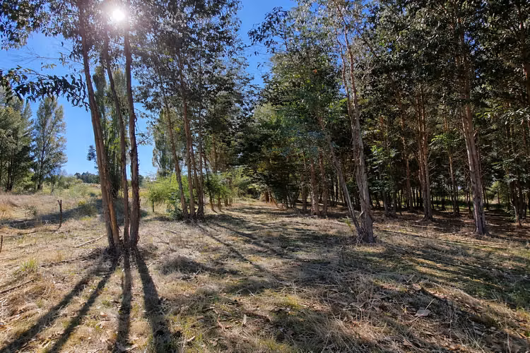 Campo Con Excelente Casa Y Bosque Eucalipto - Cercano Yumbel