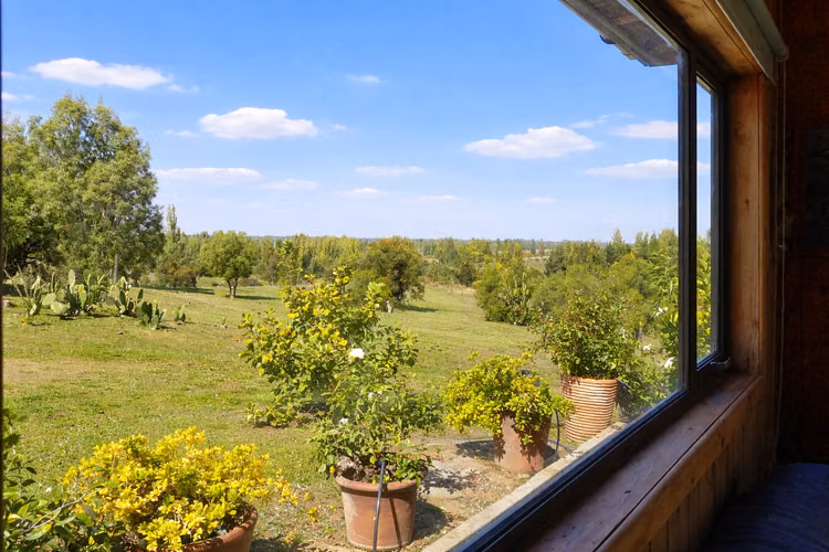 Campo Con Excelente Casa Y Bosque Eucalipto - Cercano Yumbel