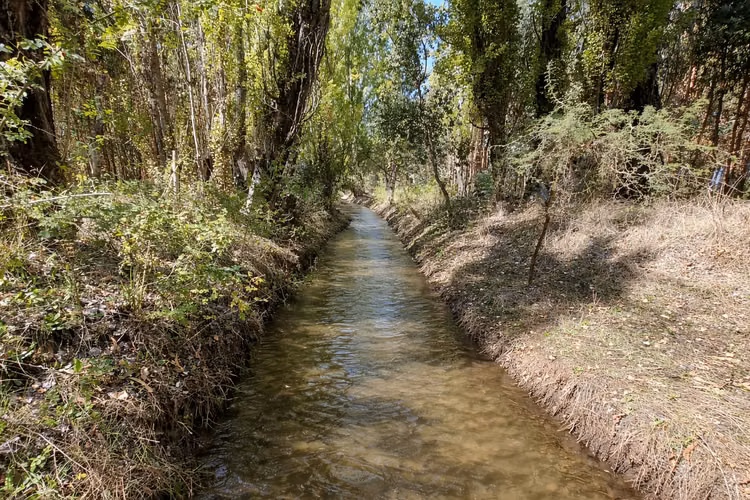 Campo Con Excelente Casa Y Bosque Eucalipto - Cercano Yumbel