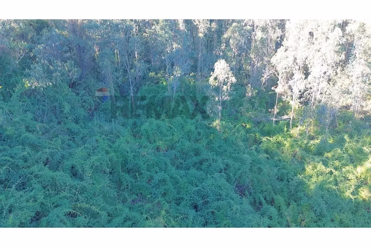 Terreno nonguén 3.000m² útiles urbanizado - Imagen 8