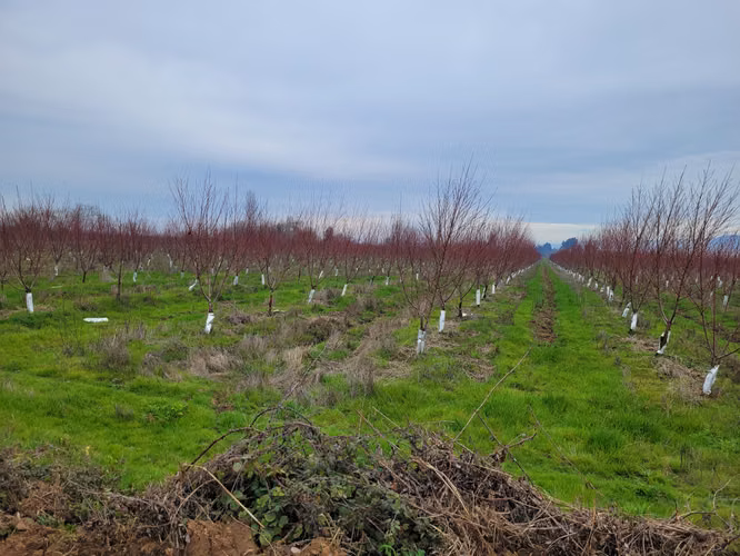 parcela agricola 115 hectareas