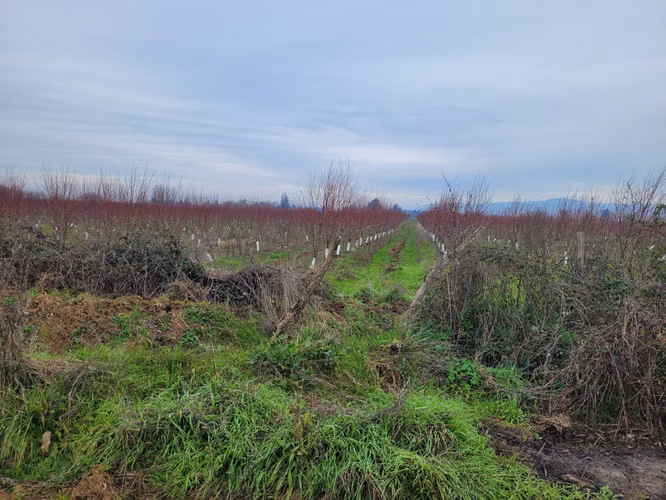 parcela agricola 115 hectareas