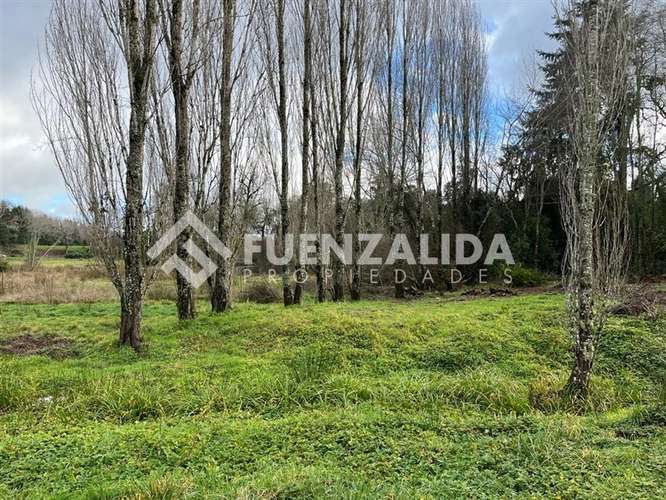 Sitio 5.000 m2 - Parcelación Fundo Frutillar - Imagen 14