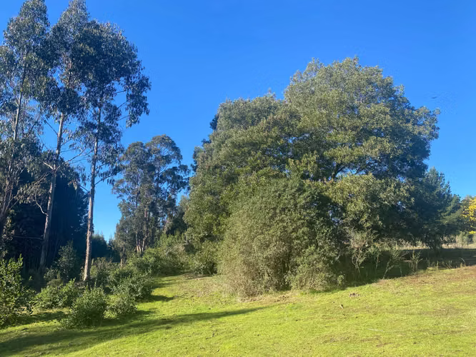 Curanipe, sector Las Canchas, 8.900m2 (174395)