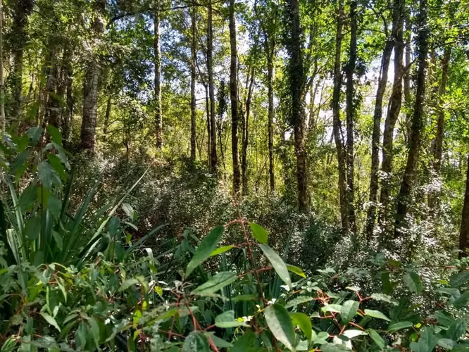 Oportunidad Parcela 1,1 ha. a 20 min. de Valdivia