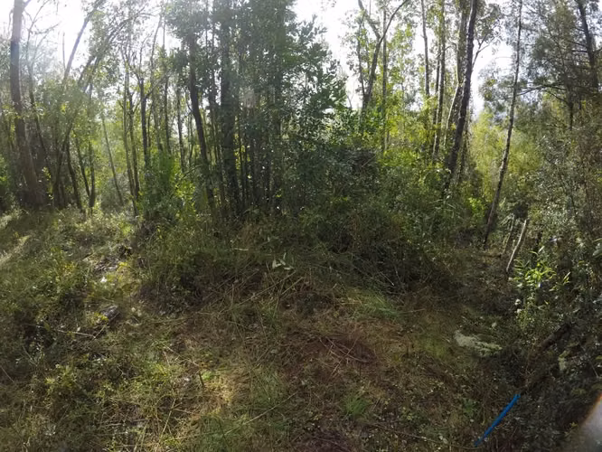 Oportunidad Parcela 1,1 ha. a 20 min. de Valdivia