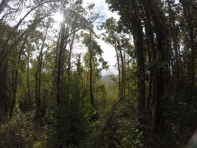 Oportunidad Parcela 1,1 ha. a 20 min. de Valdivia