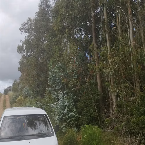 PARCELA CHOLCHOL- CAMINO A GALVARINO