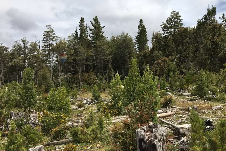71.57 ha carahue - las araucarias