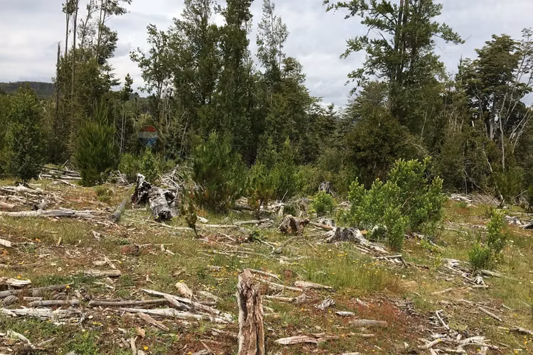 71.57 ha carahue - las araucarias