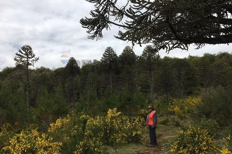 71.57 ha carahue - las araucarias