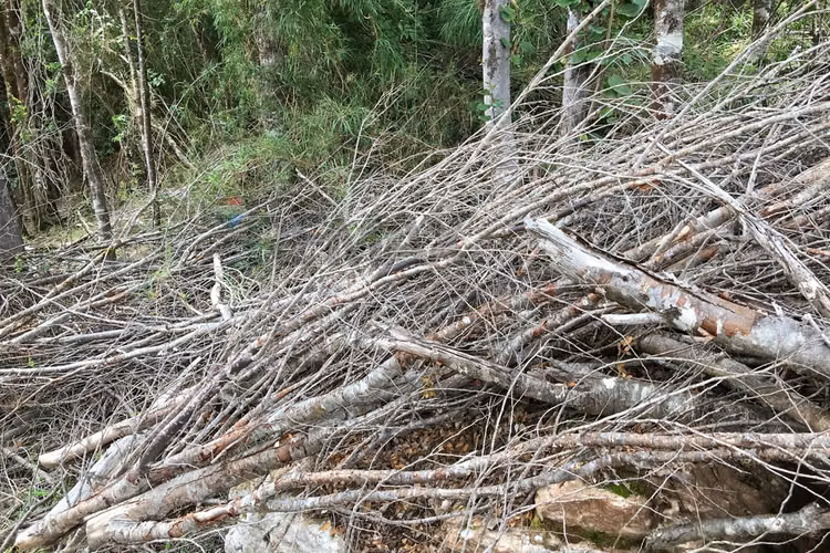 71.57 ha carahue - las araucarias