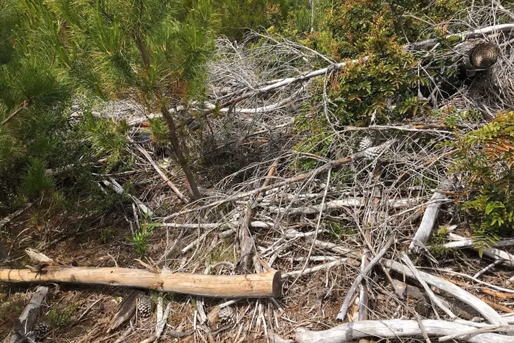 71.57 ha carahue - las araucarias