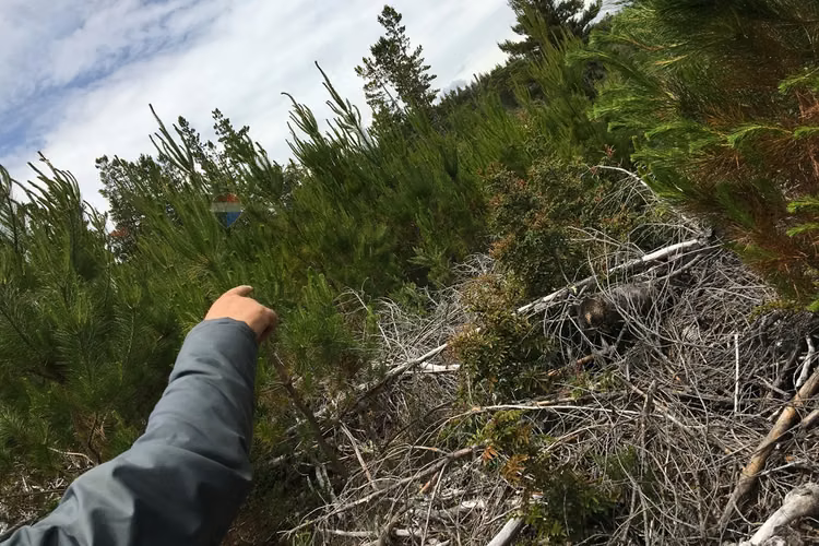 71.57 ha carahue - las araucarias