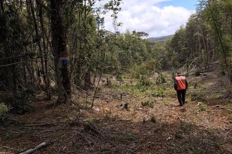 71.57 ha carahue - las araucarias