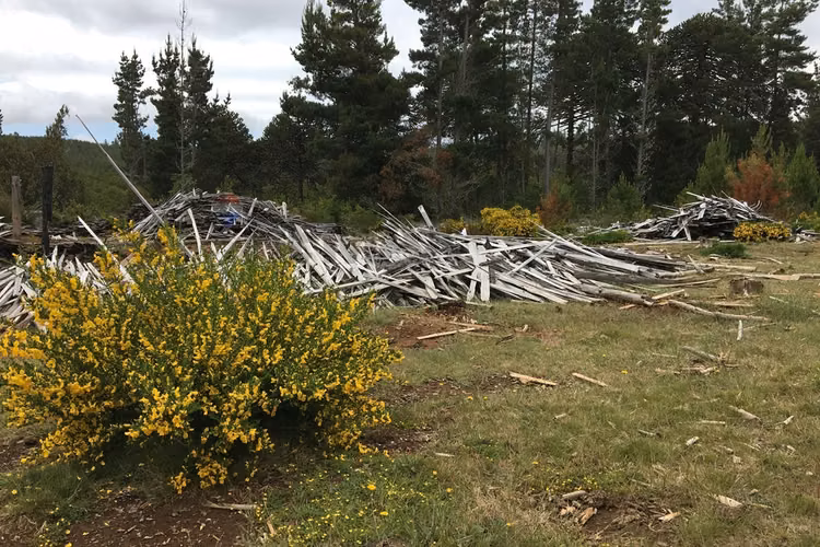 71.57 ha carahue - las araucarias