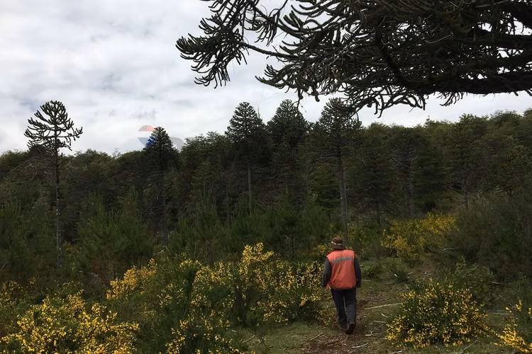 71.57 ha carahue - las araucarias