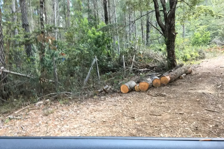 71.57 ha carahue - las araucarias