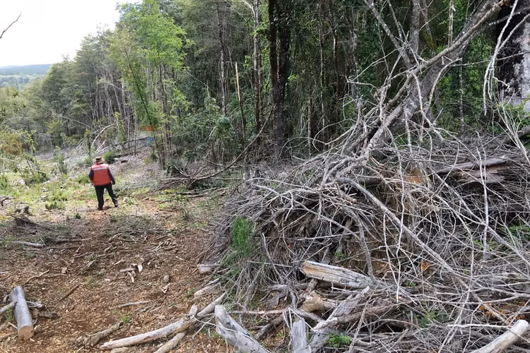 71.57 ha carahue - las araucarias