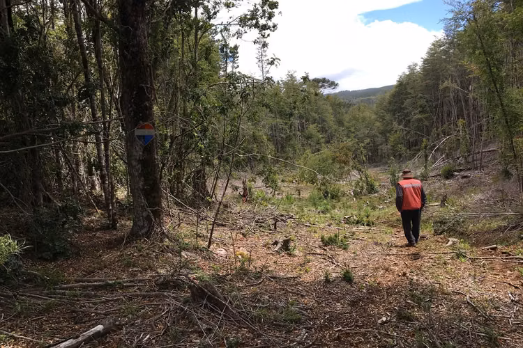 71.57 ha carahue - las araucarias