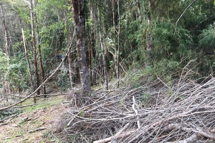 71.57 ha carahue - las araucarias