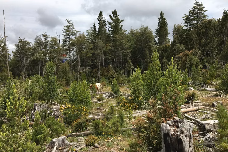 71.57 ha carahue - las araucarias