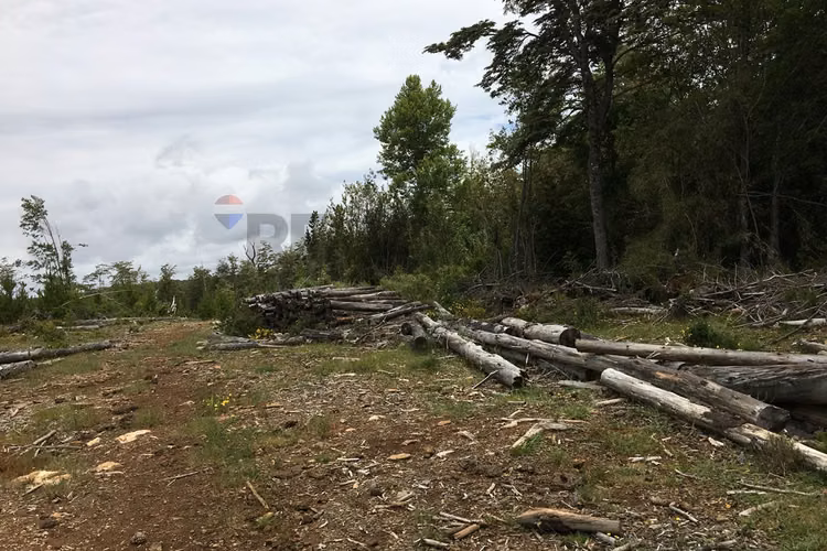 71.57 ha carahue - las araucarias