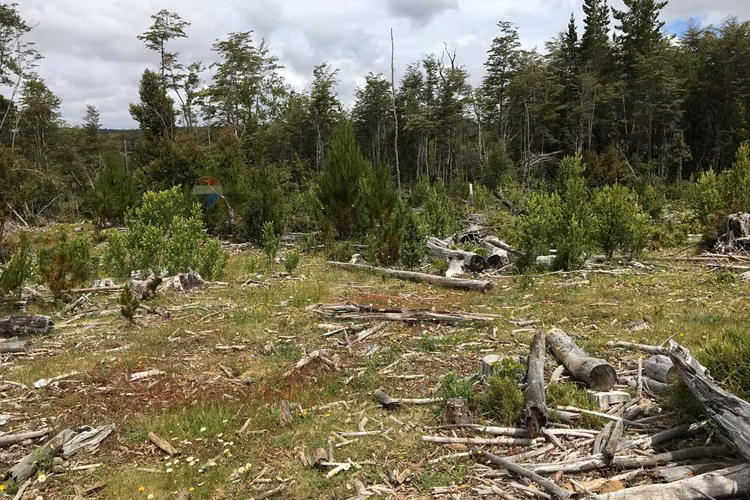 71.57 ha carahue - las araucarias