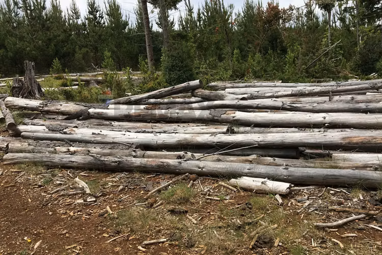 71.57 ha carahue - las araucarias
