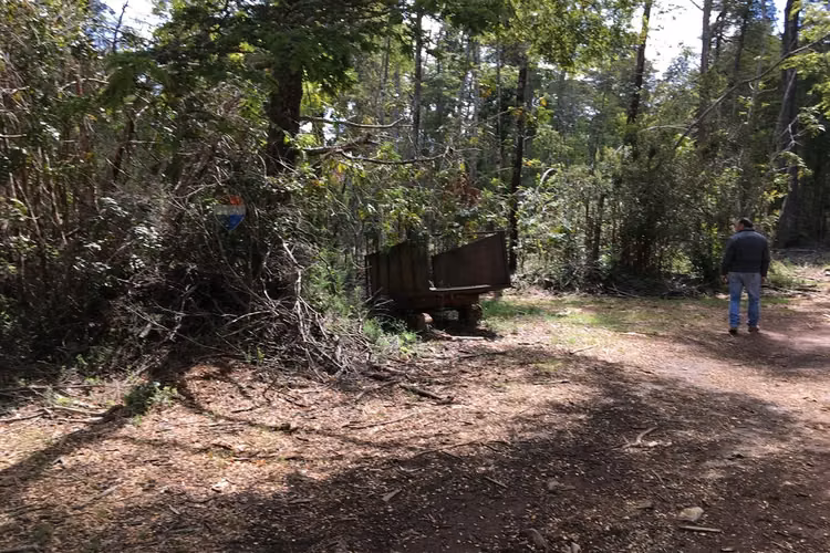 71.57 ha carahue - las araucarias