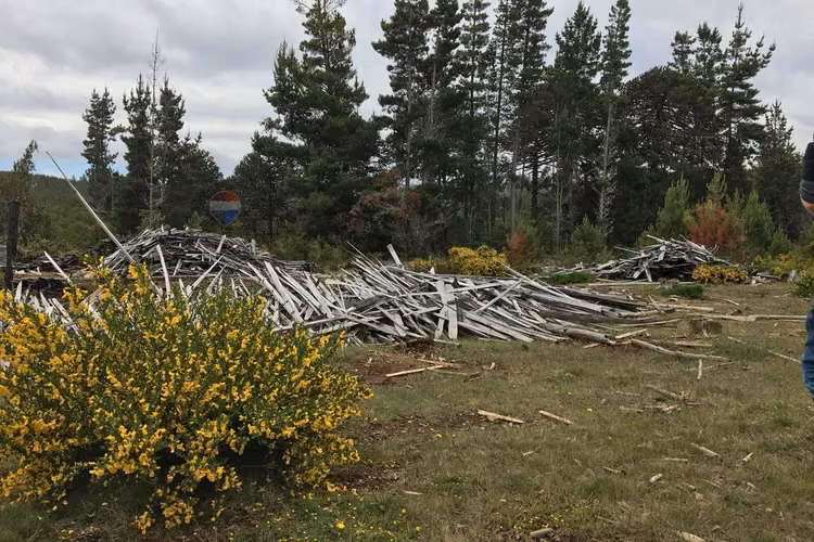 71.57 ha carahue - las araucarias