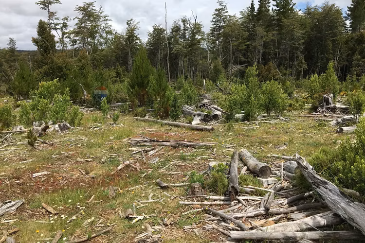 71.57 ha carahue - las araucarias