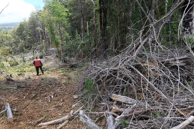 71.57 ha carahue - las araucarias