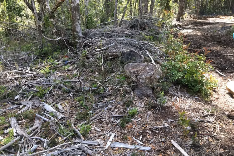 71.57 ha carahue - las araucarias