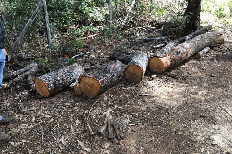 71.57 ha carahue - las araucarias