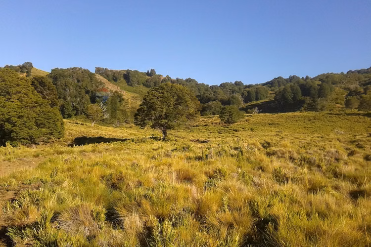 Parcela lonquimay 1,4 ha