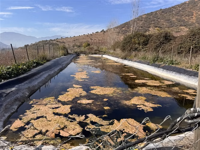 Terreno agrícola 6,3 Ha Nectarines en Producción y Casa