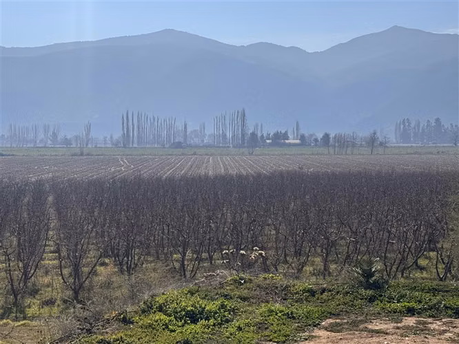 Terreno agrícola 6,3 Ha Nectarines en Producción y Casa