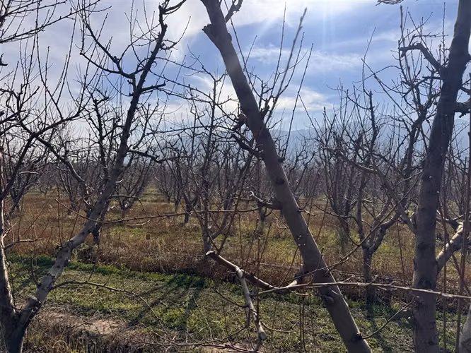 Terreno agrícola 6,3 Ha Nectarines en Producción y Casa