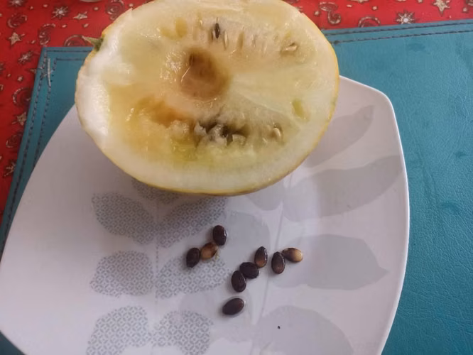 Semillas de sandía - Imagen 6