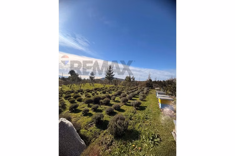 Vendo parcela sustentable - quillon - Imagen 17