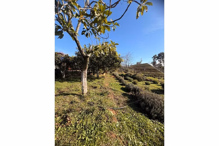Vendo parcela sustentable - quillon - Imagen 19