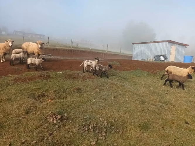 Vendo 1 hectarea de terreno en el campo