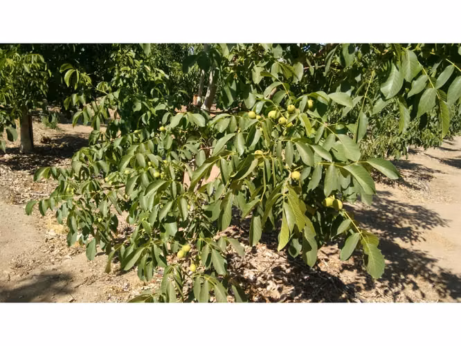 parcela con nogales en producccion