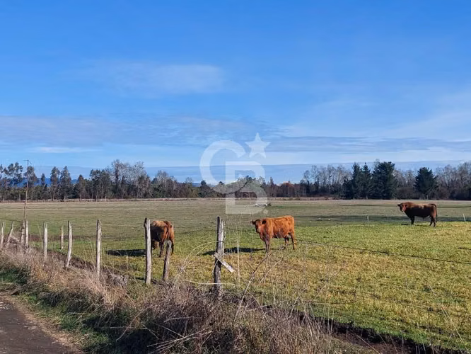 Campo Novena Región, Sector Freire